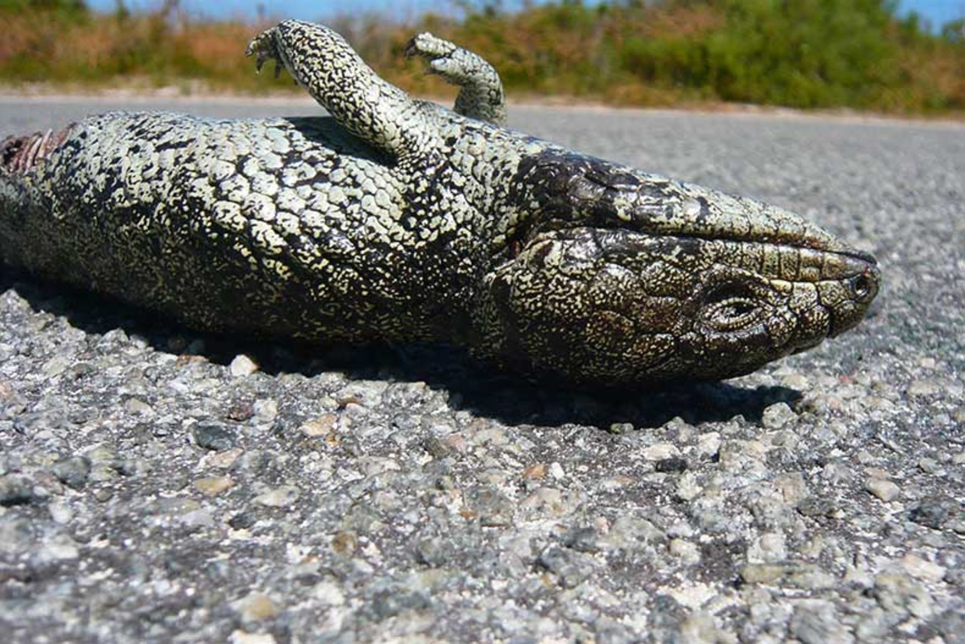 2015-01-lizard-squad