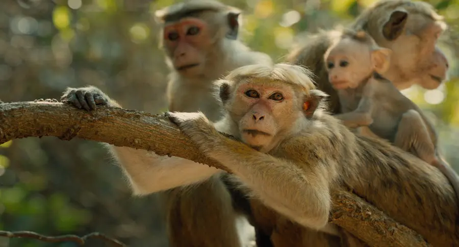 2015-04-monkey