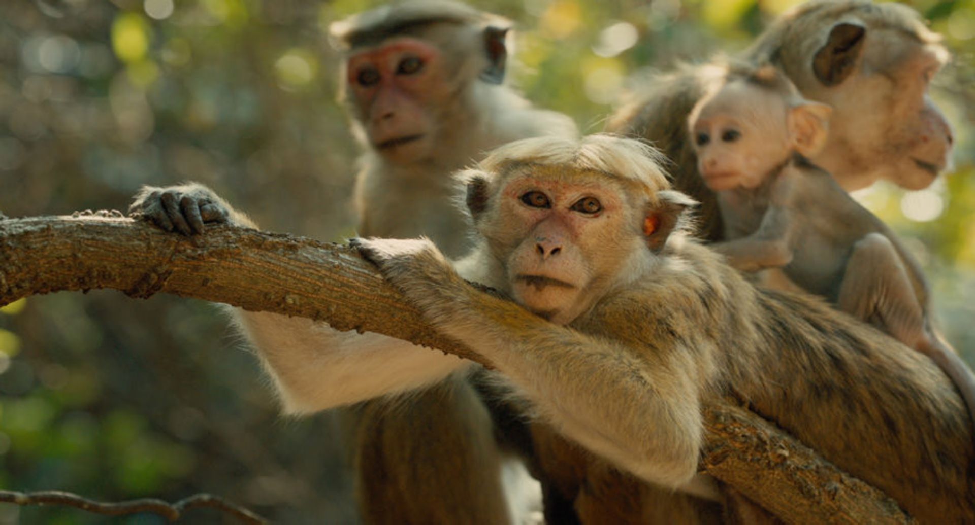 2015-04-monkey
