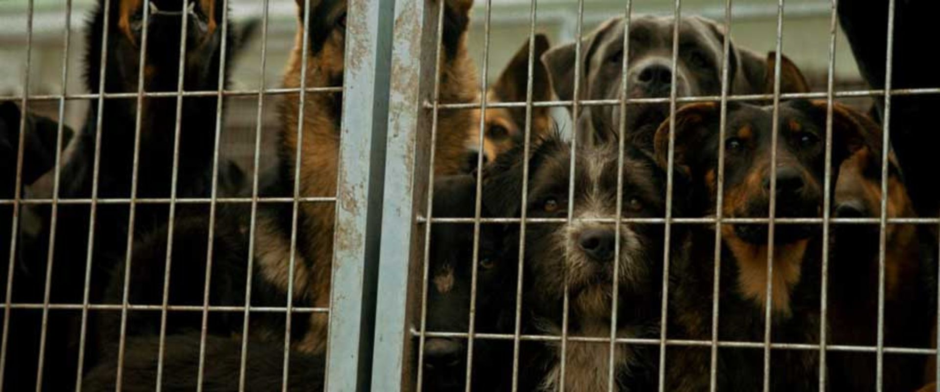 2015-08-white-god.jpgn_