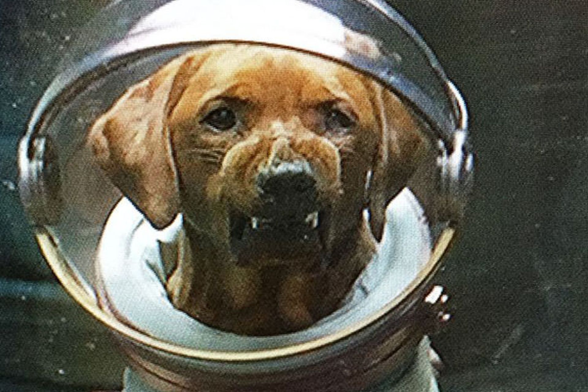 cosmo the space dog