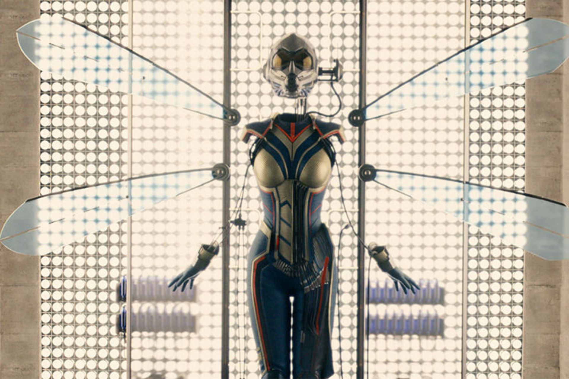 wasp