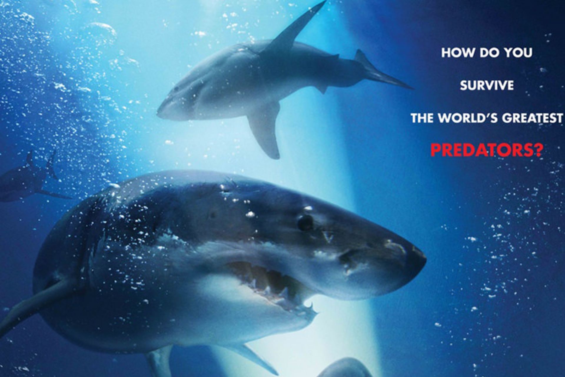 47 Meters Down