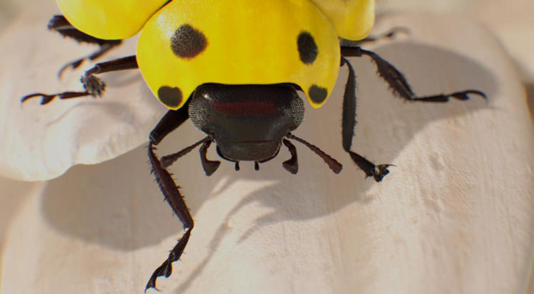 scorpio-ladybug-scorpio-upgraded