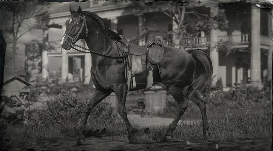 اسب های بازی Red Dead Redemption 2