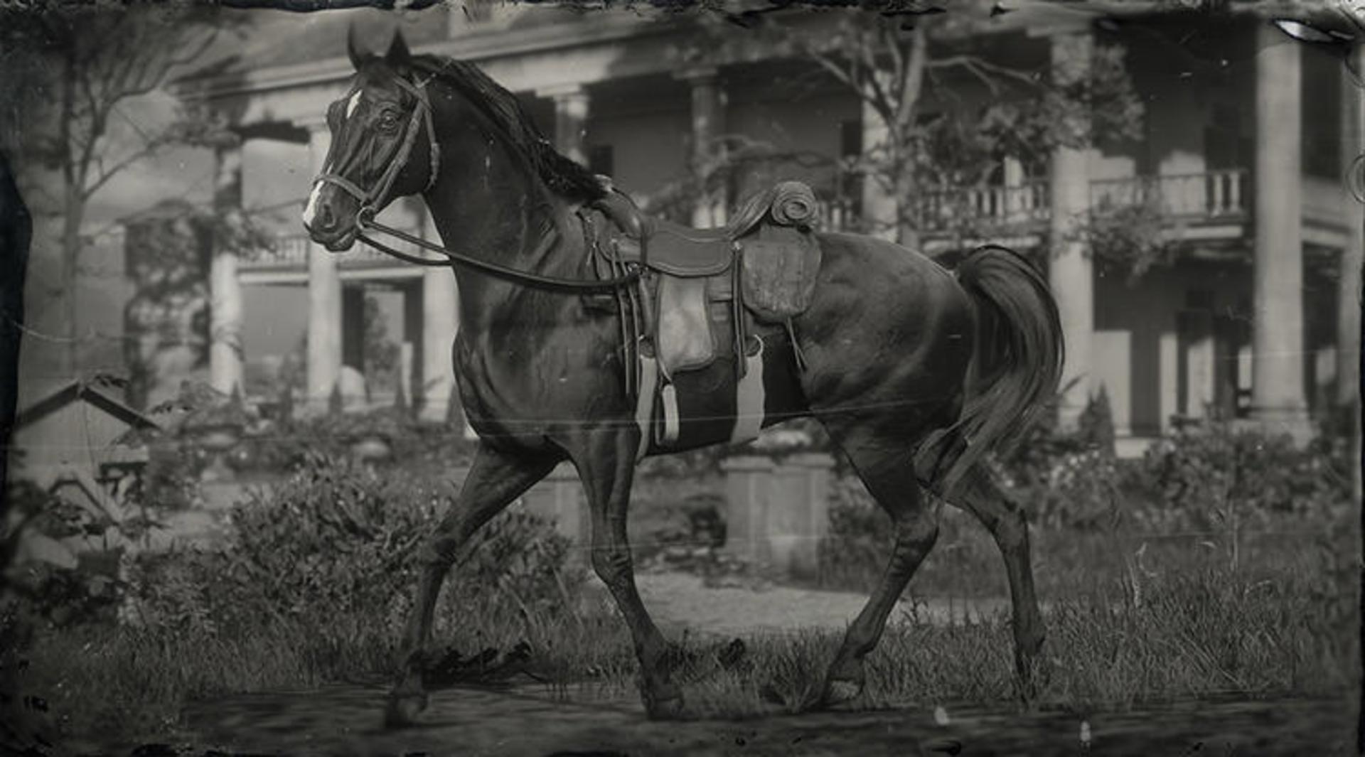 اسب های بازی Red Dead Redemption 2