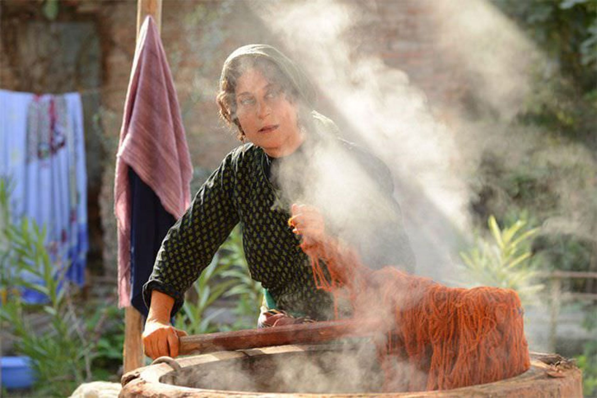 بنفشه آفریقایی