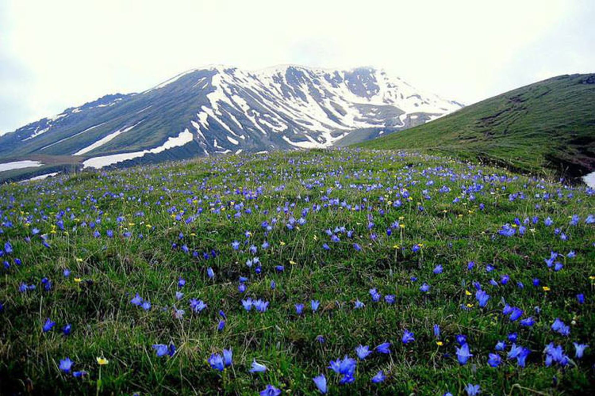 تور گرجستان