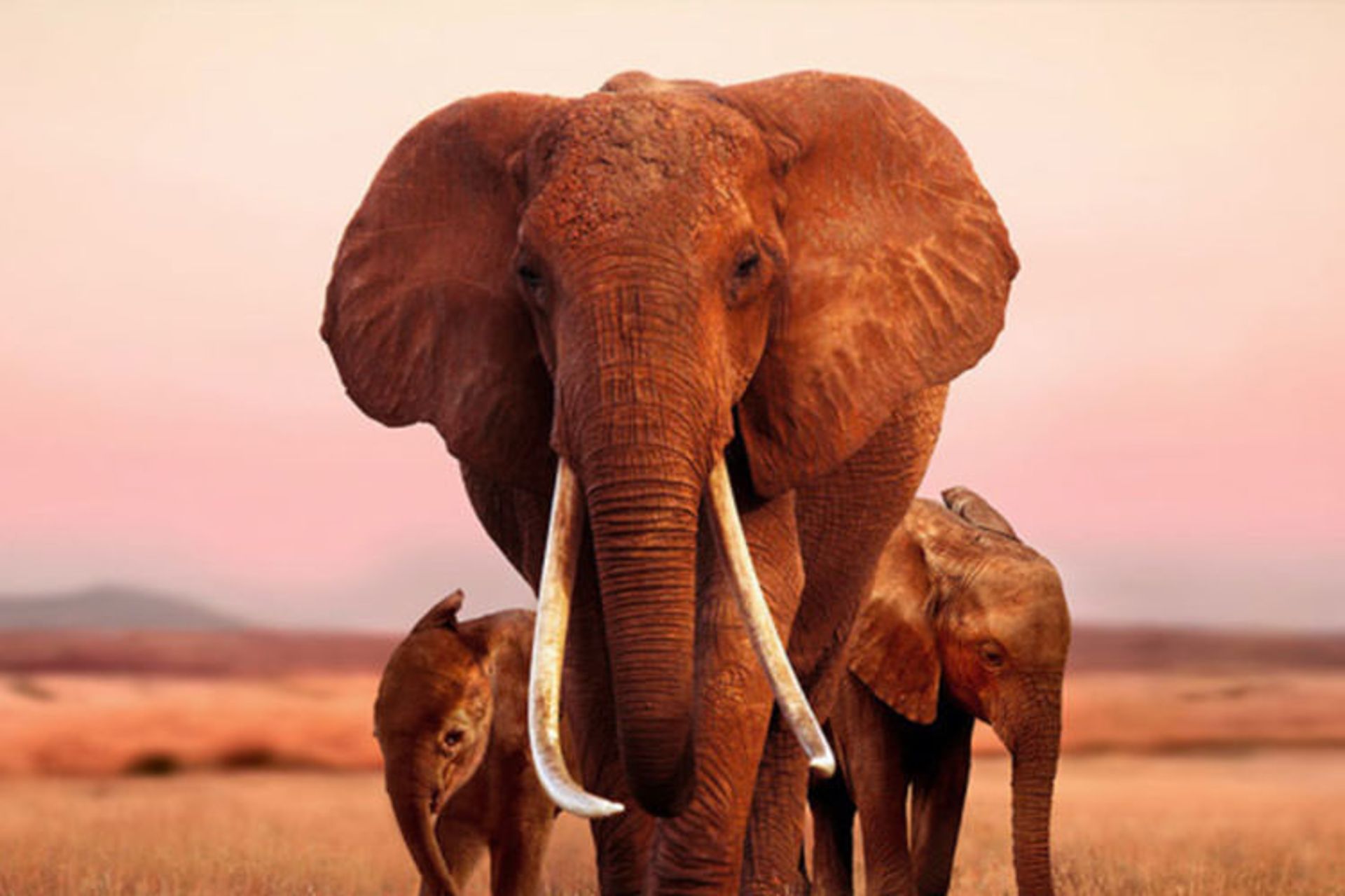 Elephant Queen