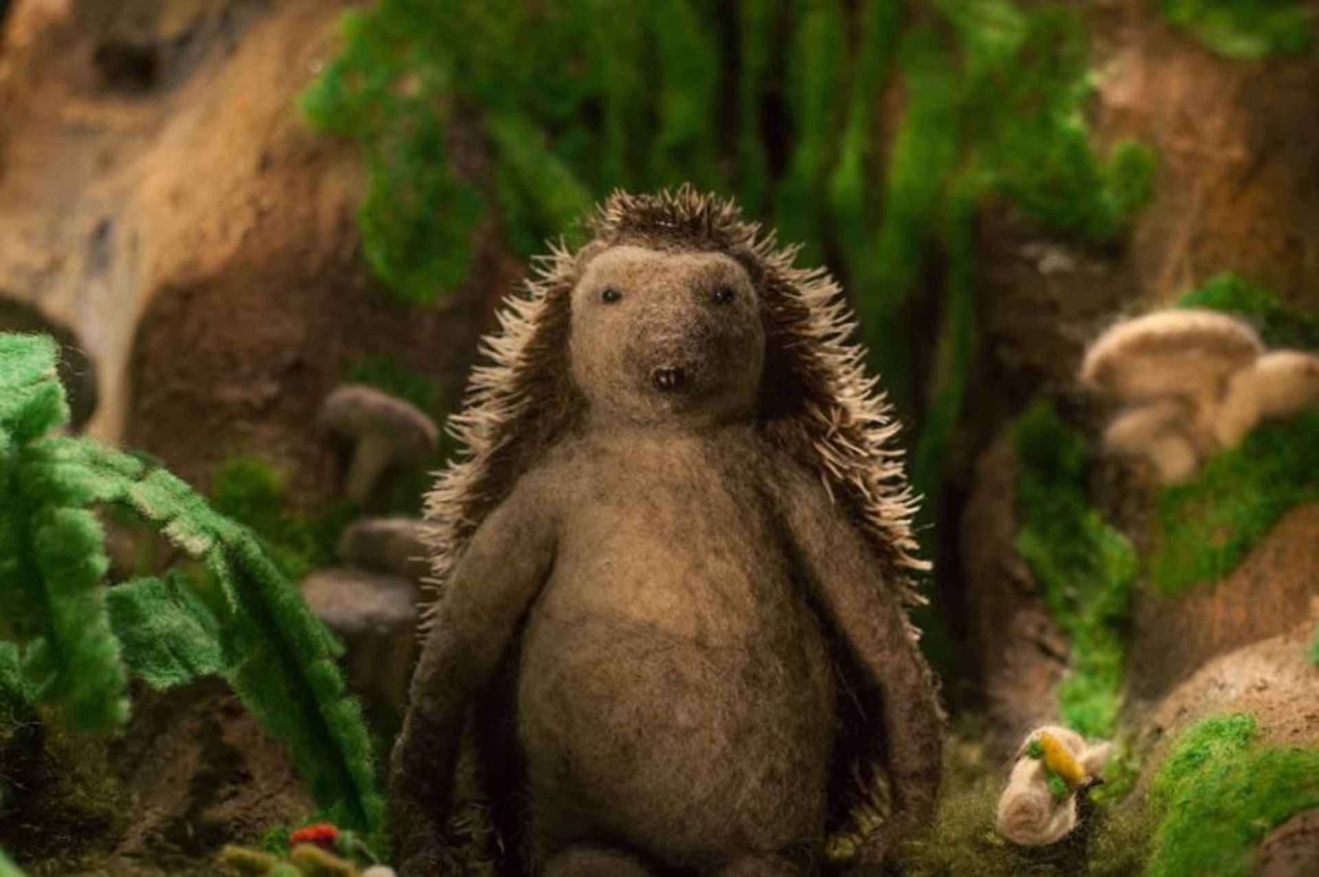 hedgehog's home