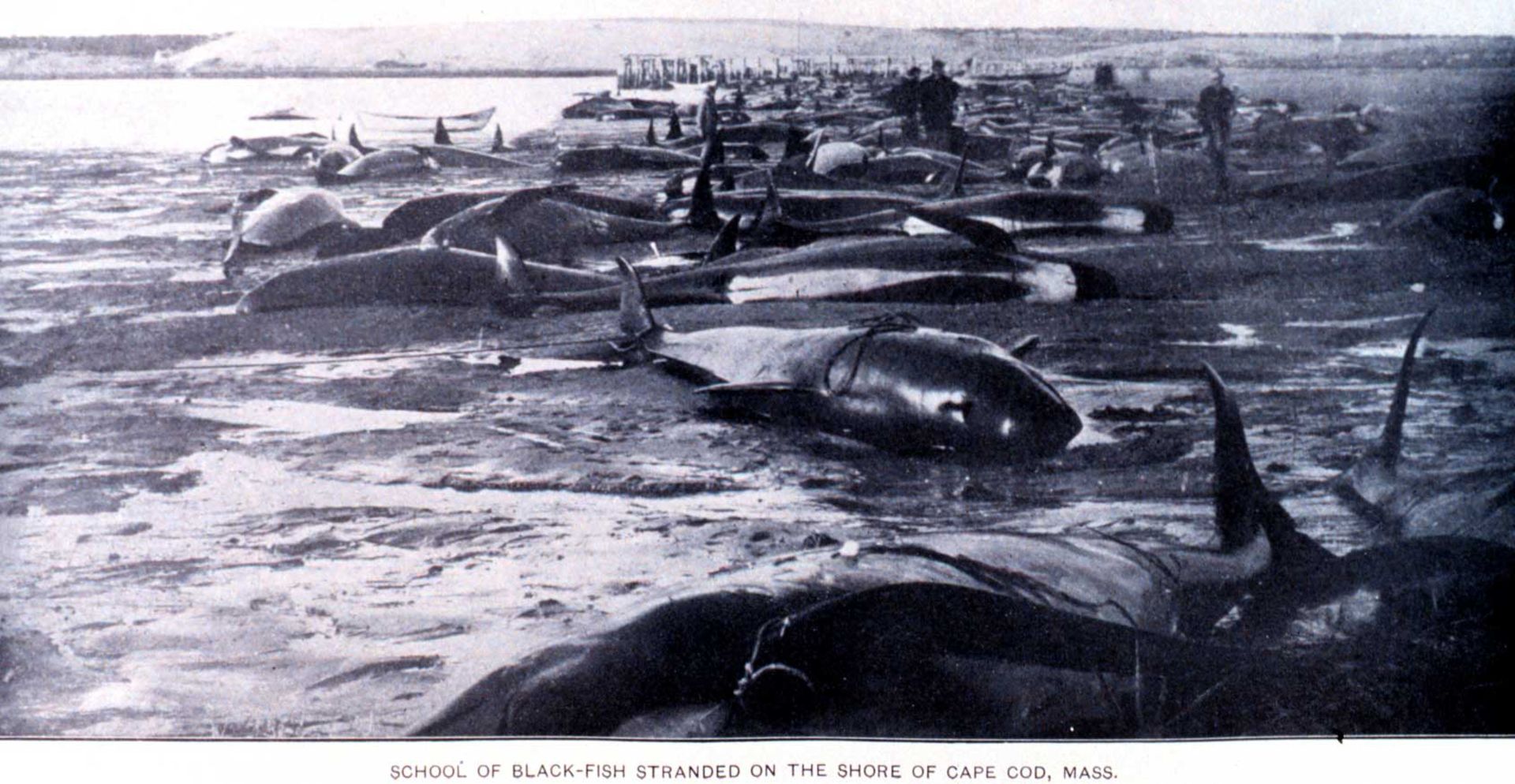 2020-10-black-fish-cetacean-stranding