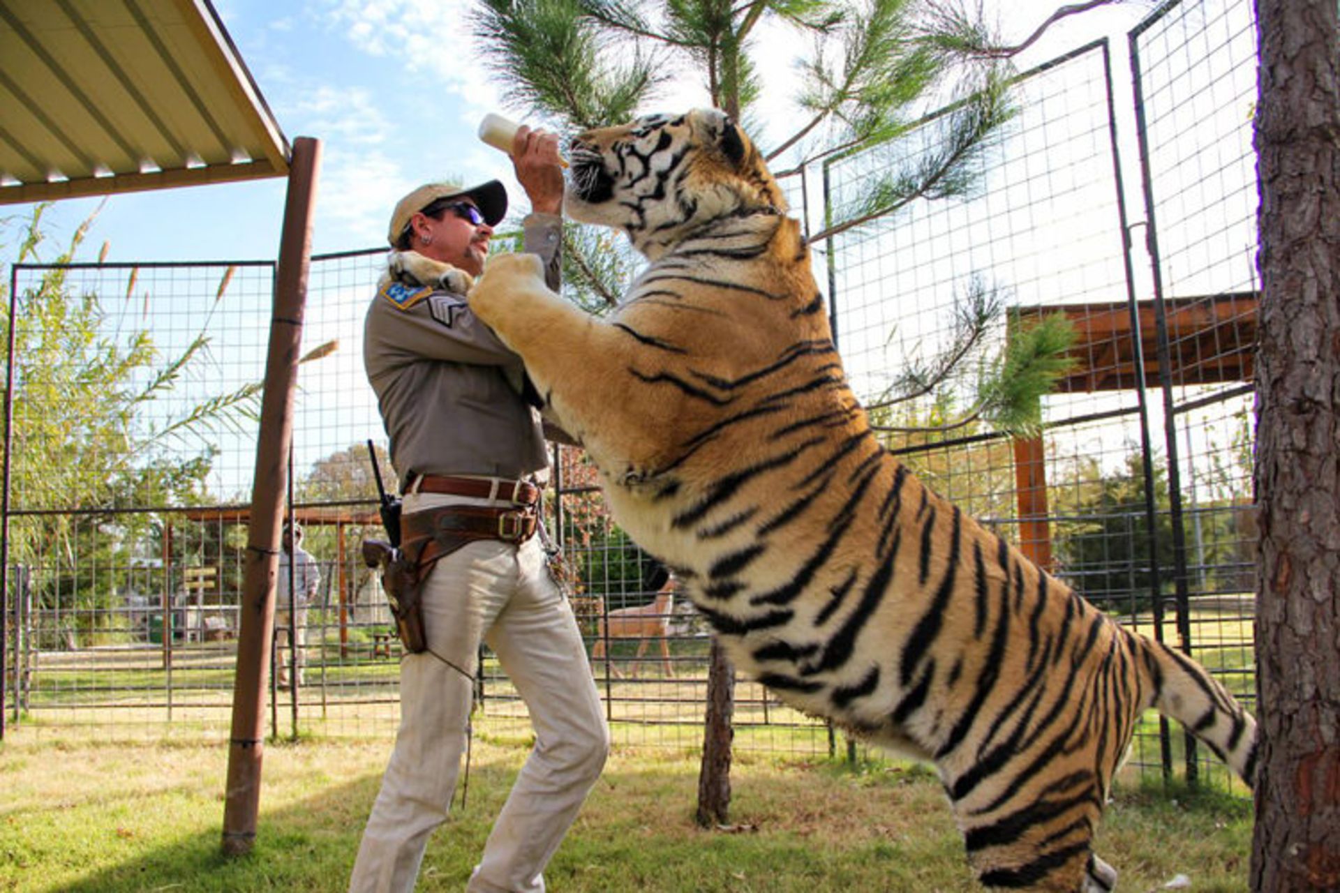 شیر دادن جو به ببر در سریال tiger king