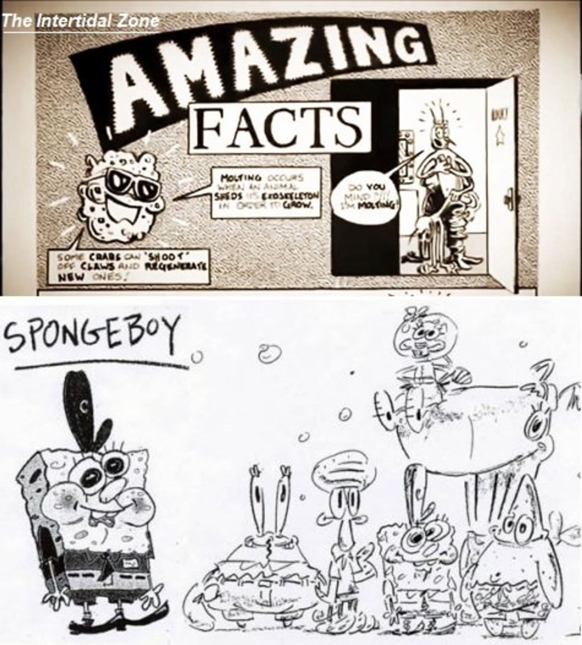 SpongBoy