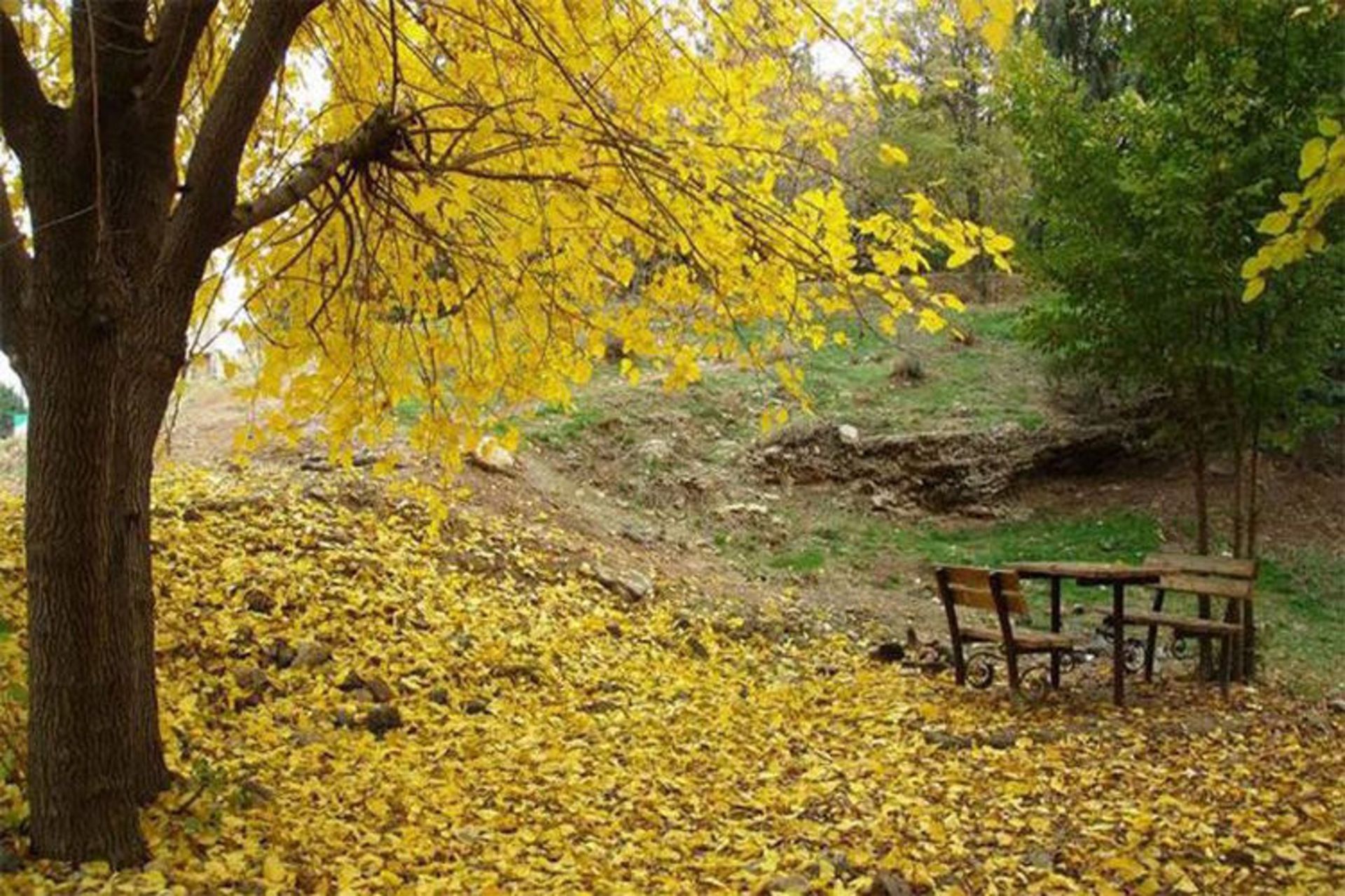 میز ونیمکت چوبی پارک ملی سرخه حصار در پاییز