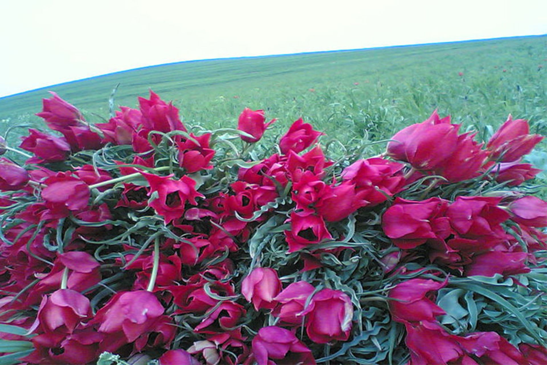 گل های دشت سبز موران استان اردبیل