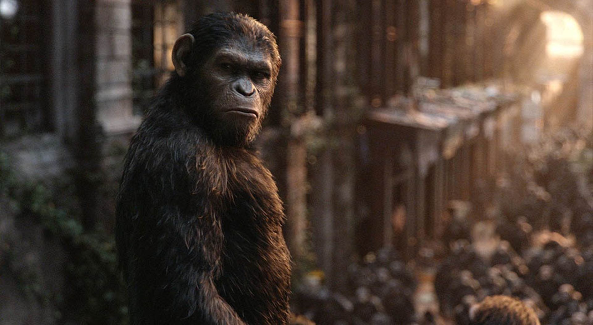 شخصیت سزار میمون اصلی فیلم Dawn of the Planet of the Apes 