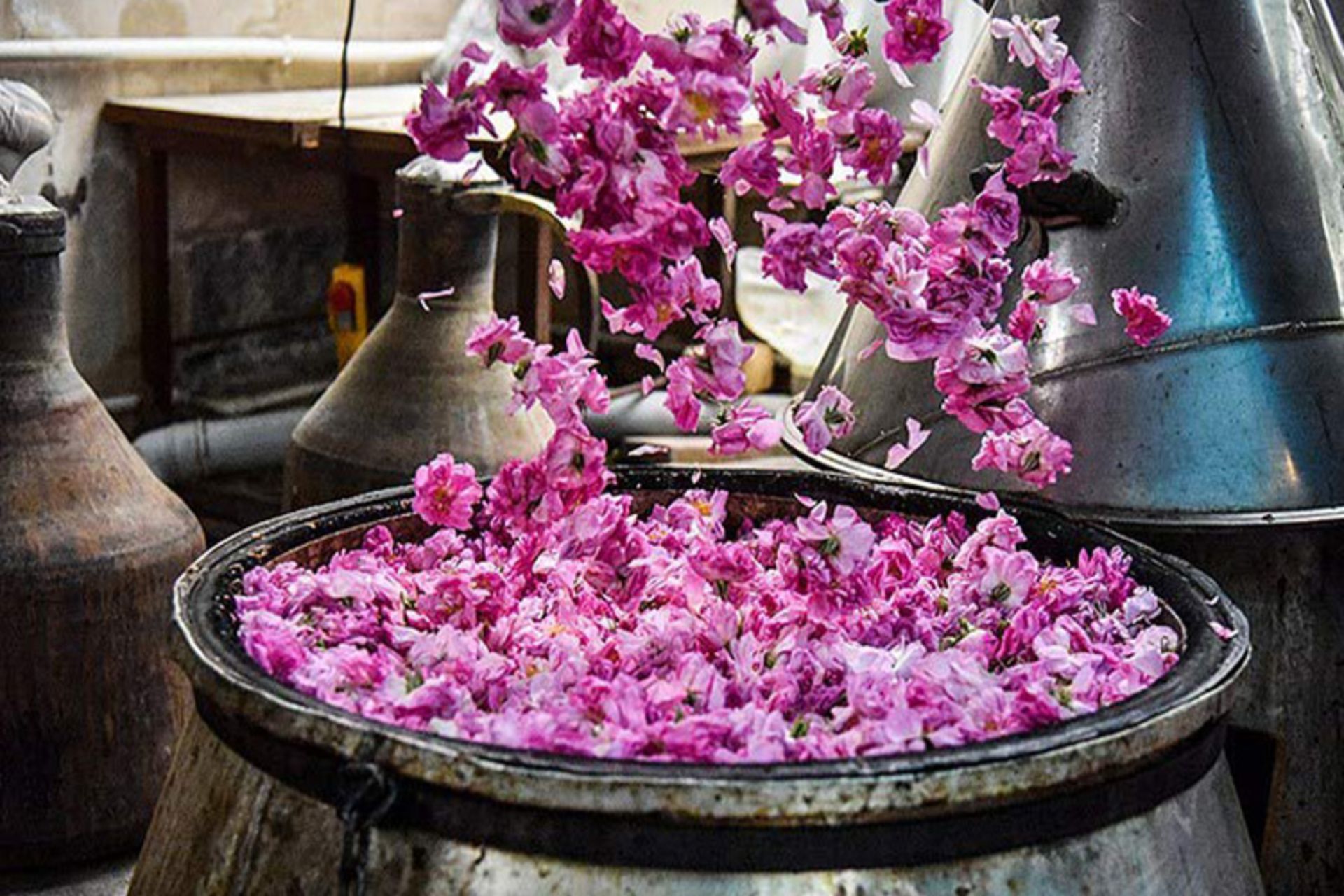 دیگ گلابگیری از گل محمدی در کاشان