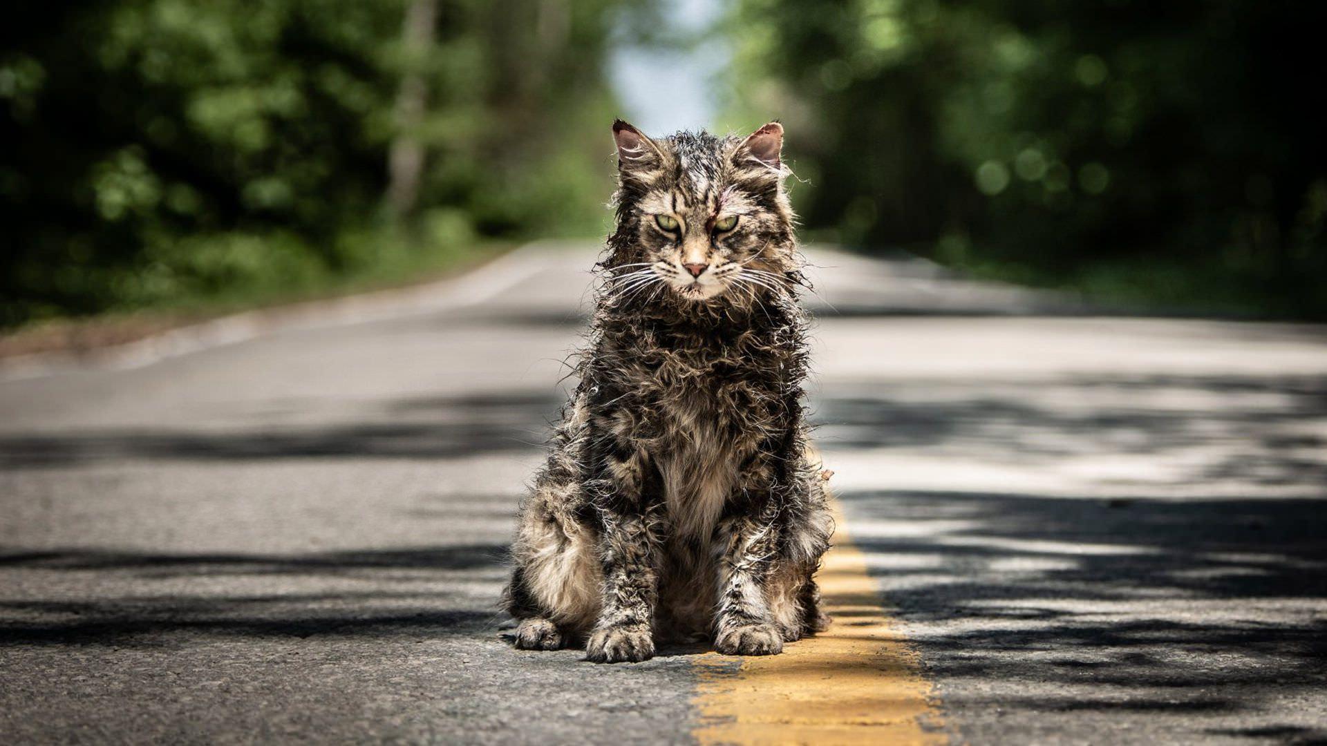 گربه در وسط خیابان در فیلم Pet Sematary 