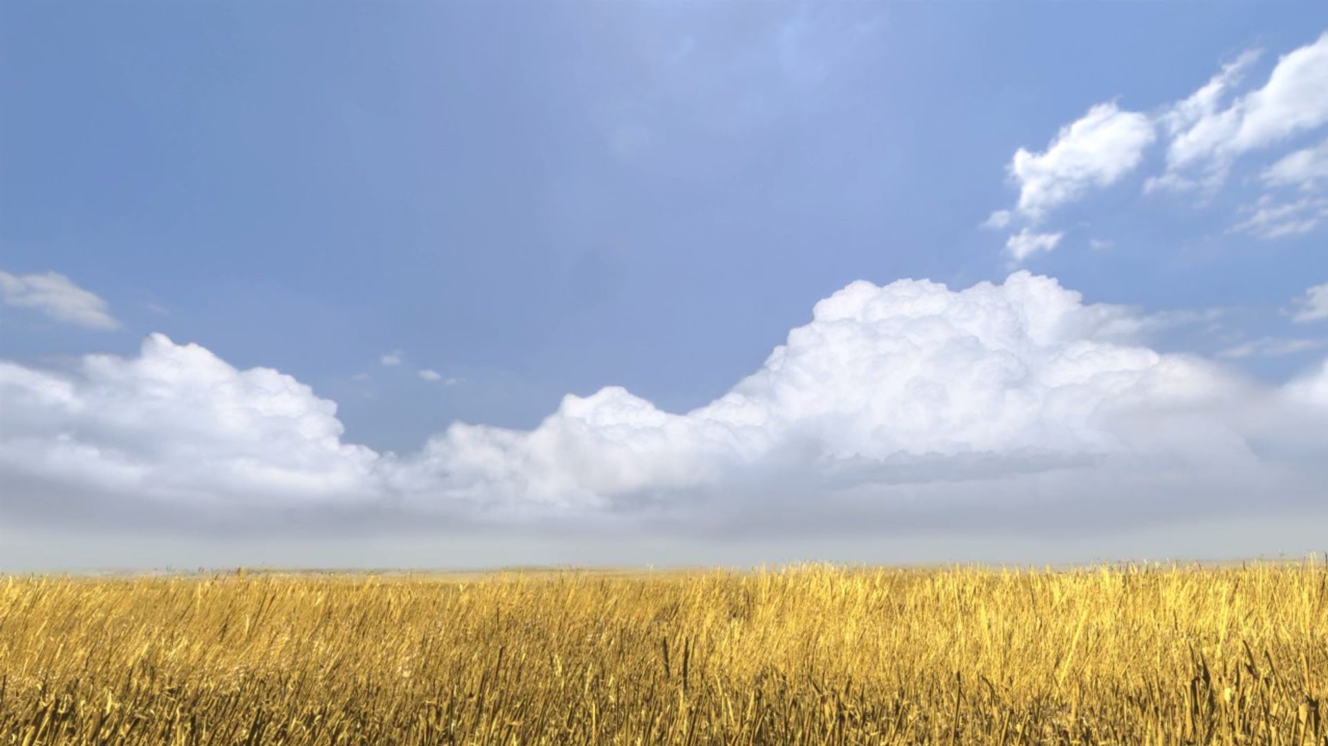 2021-8-wheat-farm