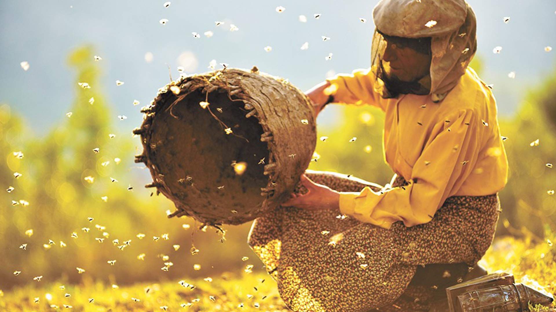 2022-6-honeyland-review
