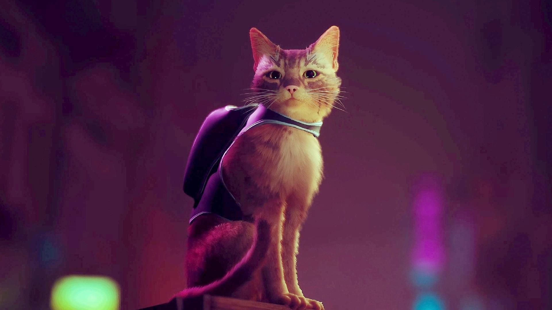 گربه شخصیت بازی در بازی Stray