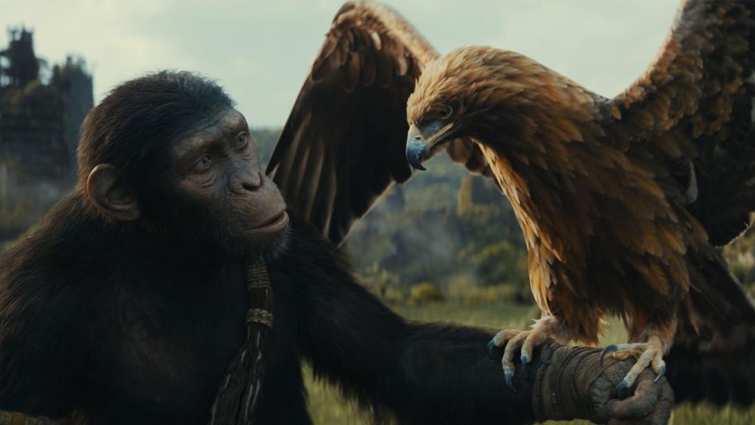 میمون و عقابش در فیلم Kingdom of the Planet of the Apes