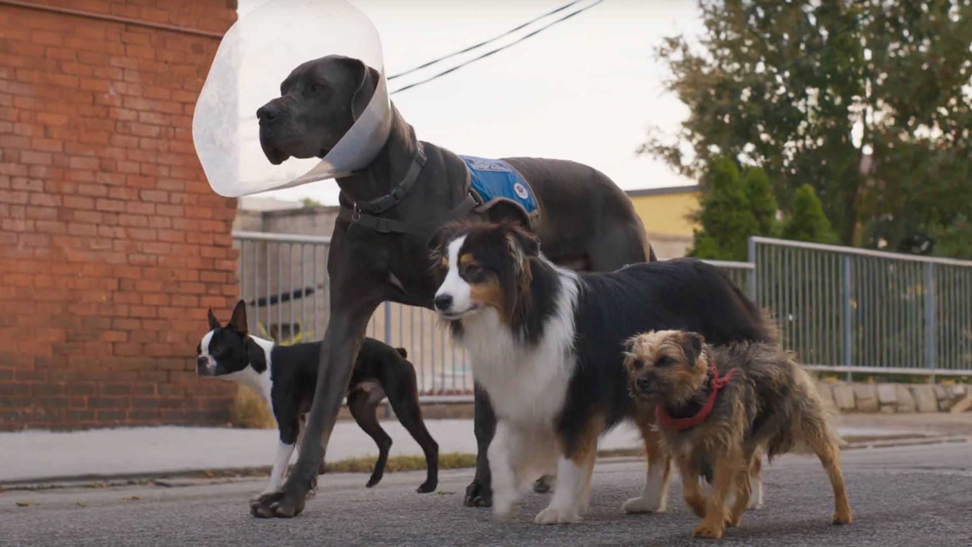 سگ های ولگرد در فیلم Strays