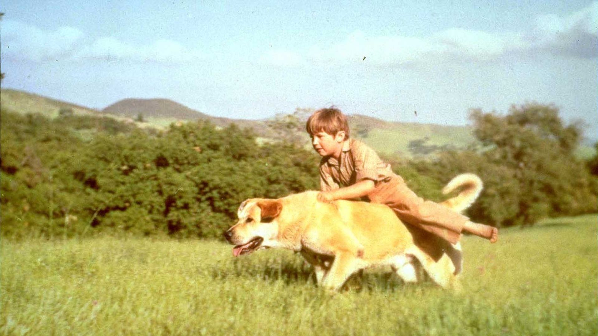 دوستی و همراهی پسربچه با سگ مهربان در فیلم Old Yeller، محصول سال ۱۹۵۷ شرکت والت دیزنی