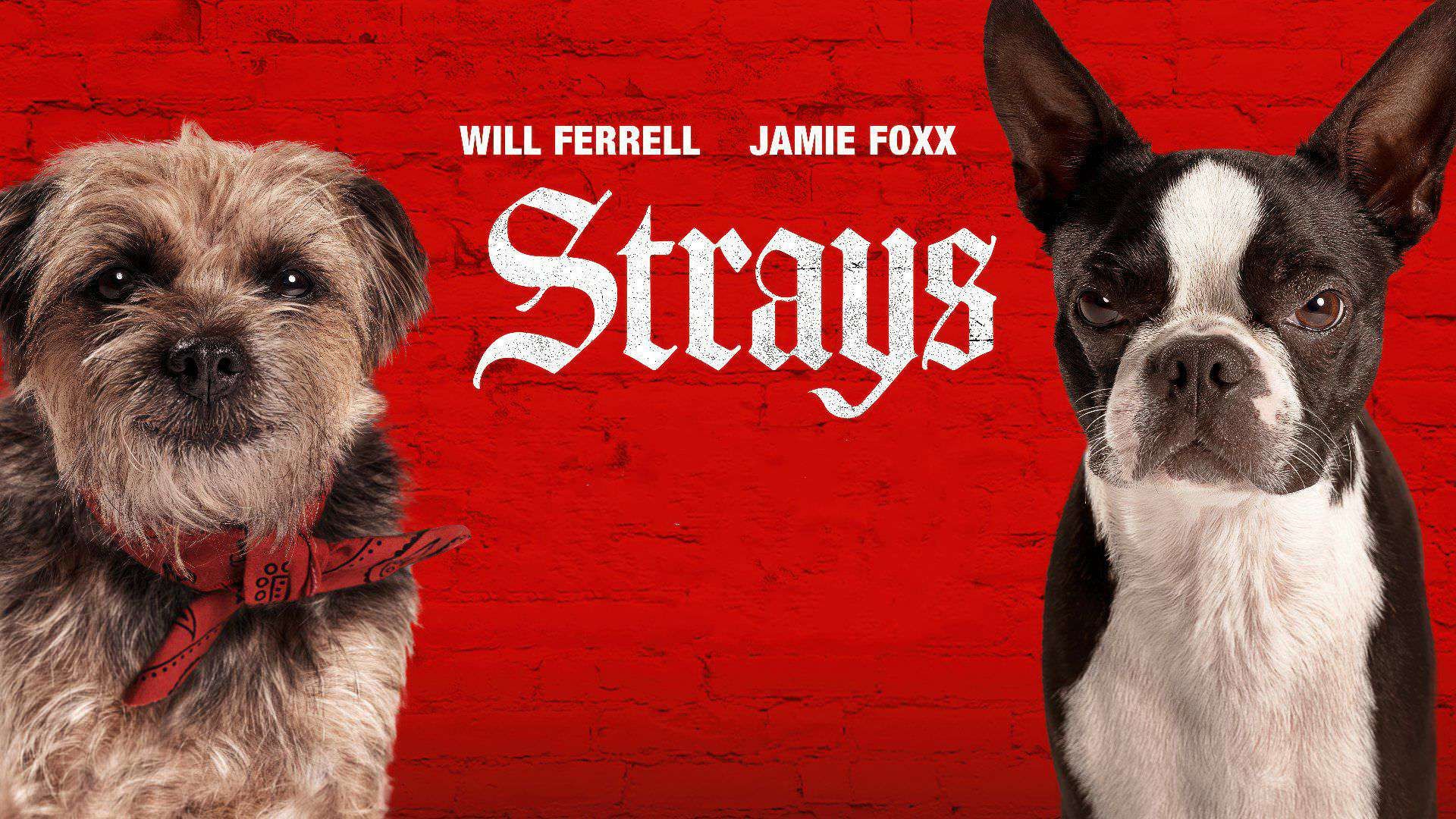 پوستر فیلم Strays 