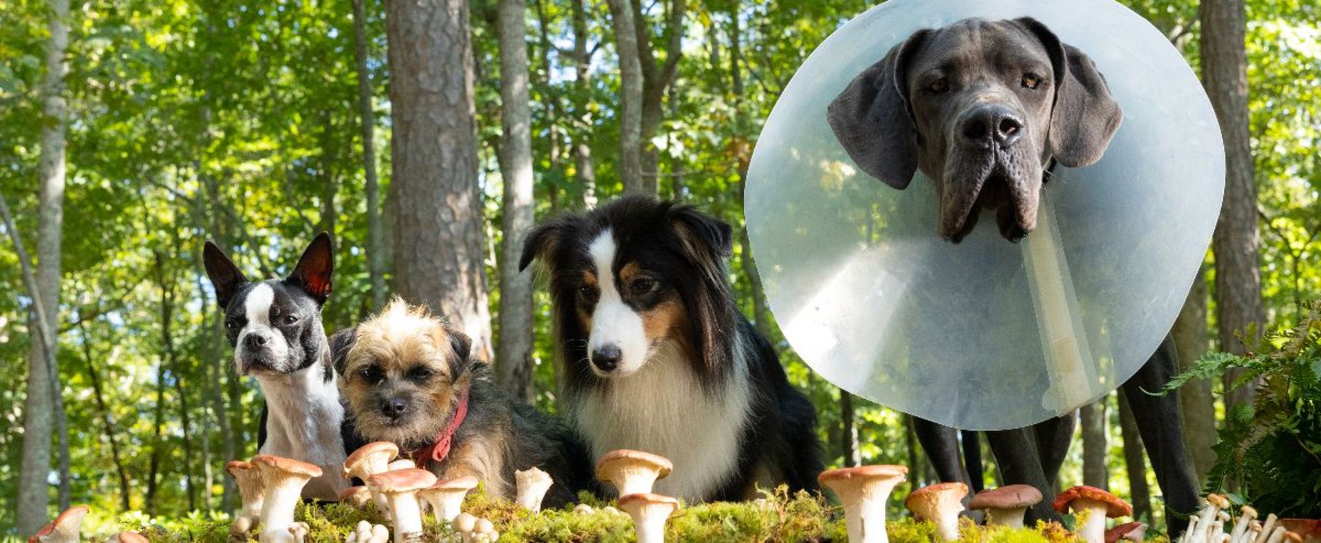 2023-9-strays-movie-2023-mushrooms