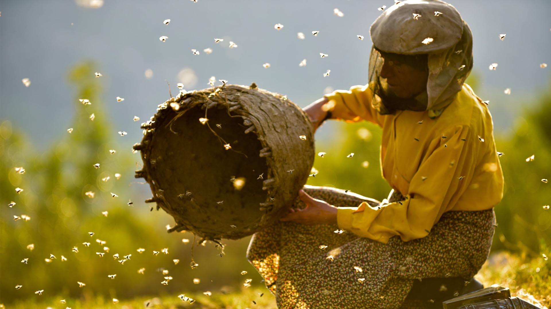 کاور مستند Honeyland