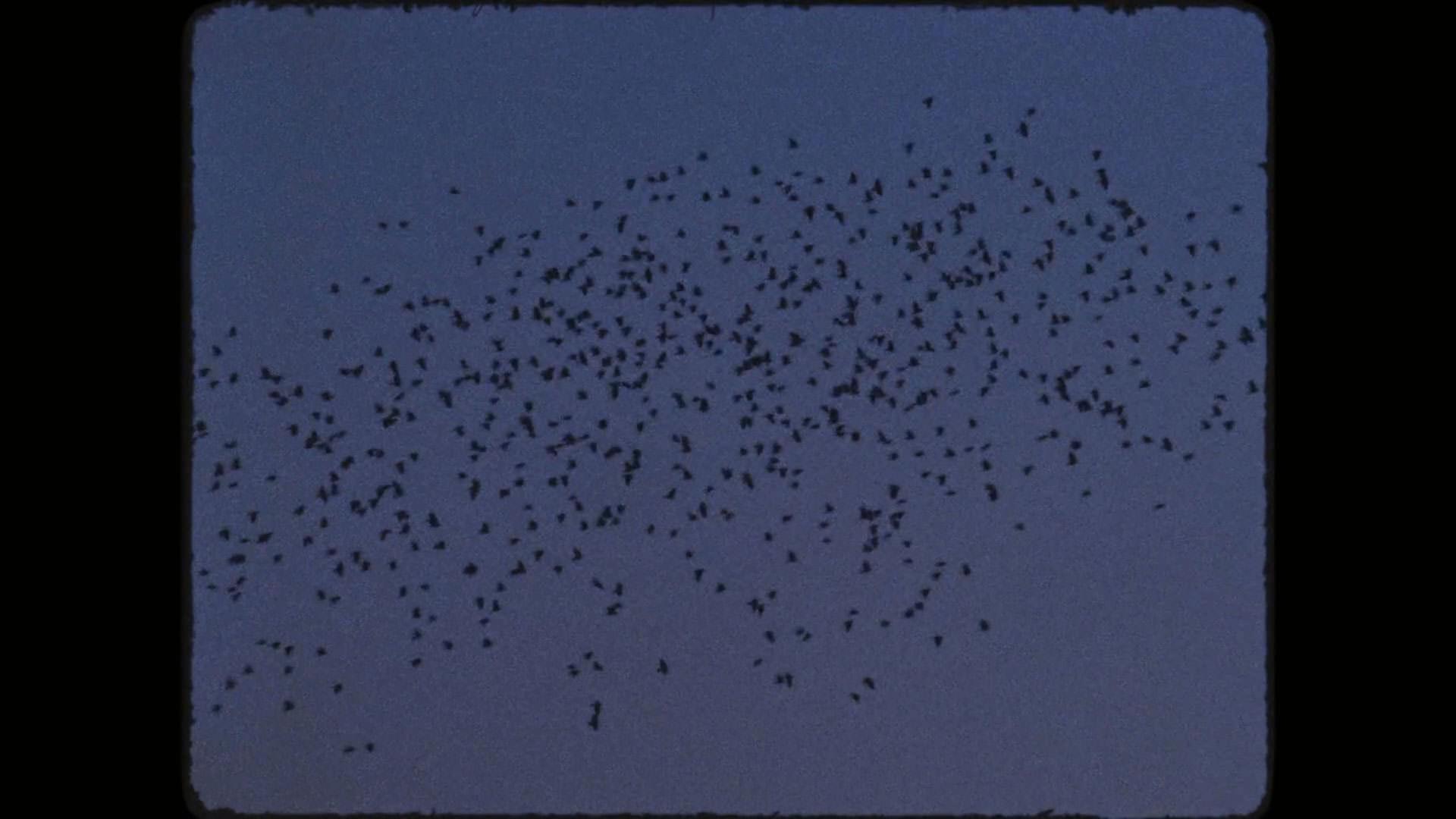 دسته‌ای از پرندگان در آسمان پرواز می‌کنند در نمایی از فیلم کیمرا به کارگردانی آلیچه رورواکر
