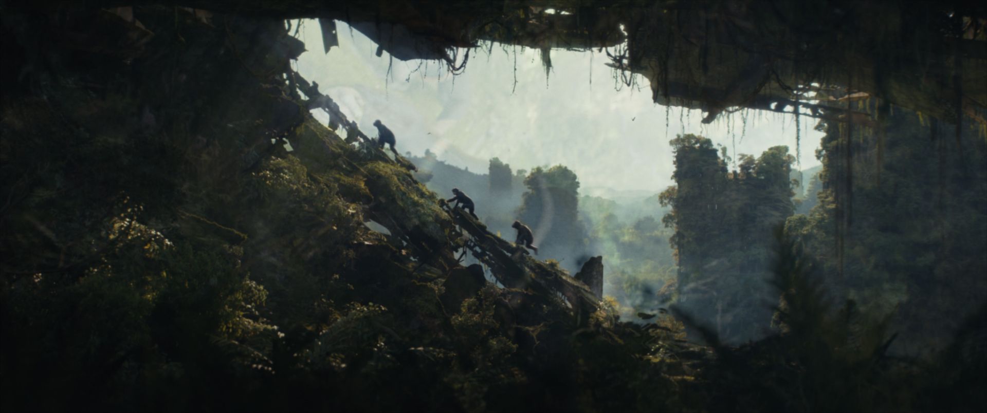 میمون ها در حال بالا رفتن در جنگل تصویر رسمی فیلم Kingdom of the Planet of the Apes 