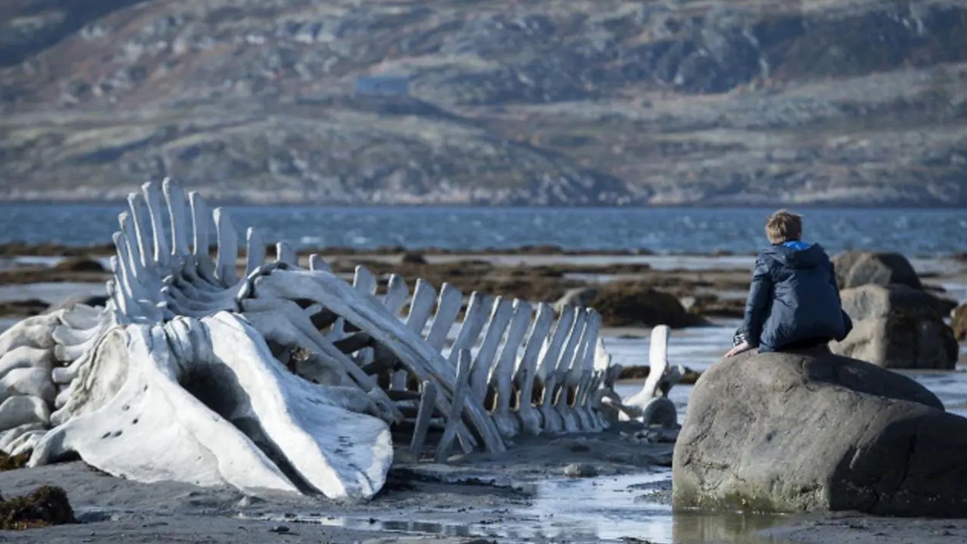 2024-5-leviathan-film