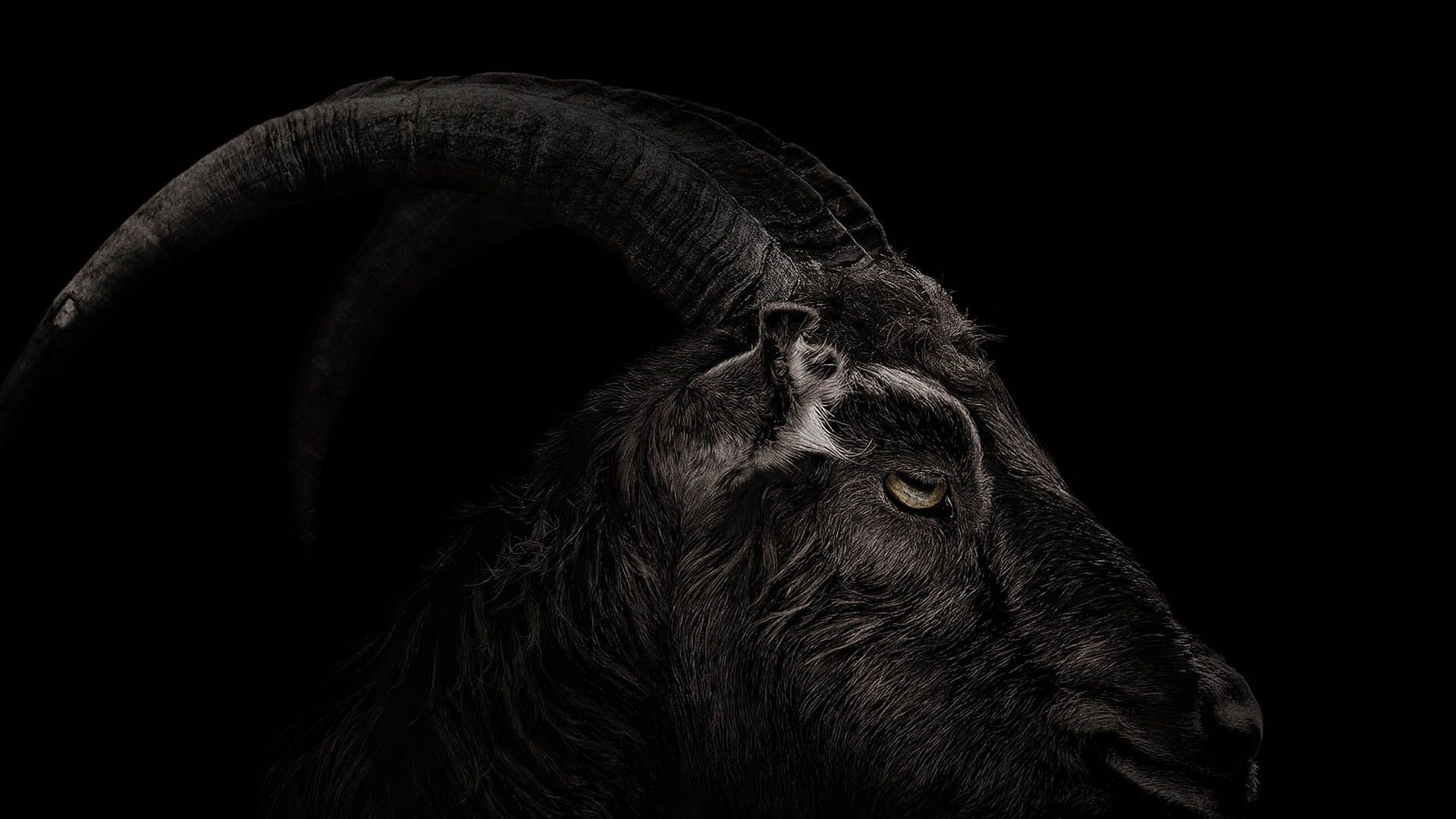 پوستر مشکی از یک بز در فیلم The Witch 
