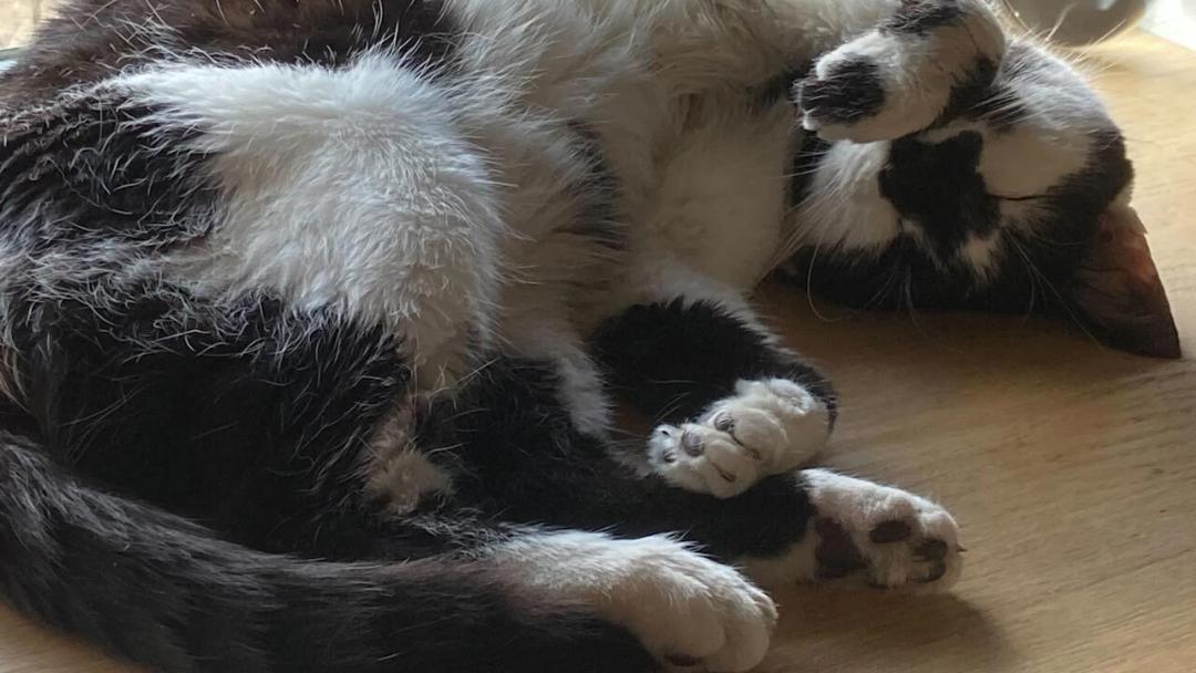گربه‌ای که منبع الهام استودیوی مگا کت (Mega Cat) شد