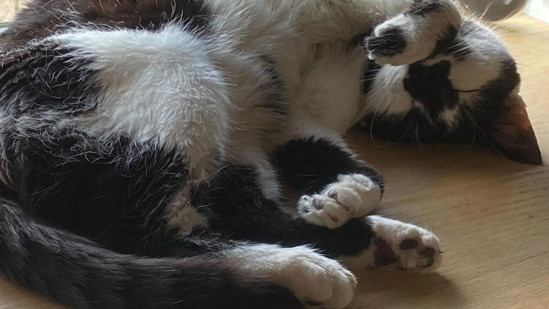 گربه‌ای که منبع الهام استودیوی مگا کت (Mega Cat) شد