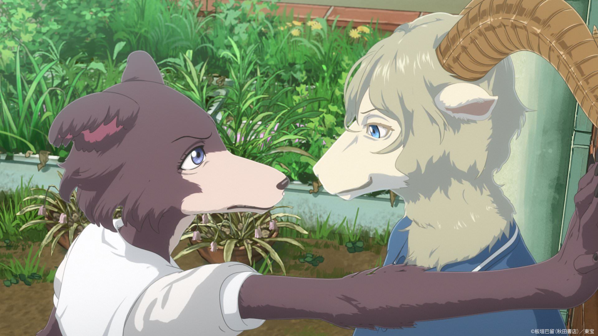 اولین نگاه به بخش دوم فصل پایانی انیمه‌ Beastars