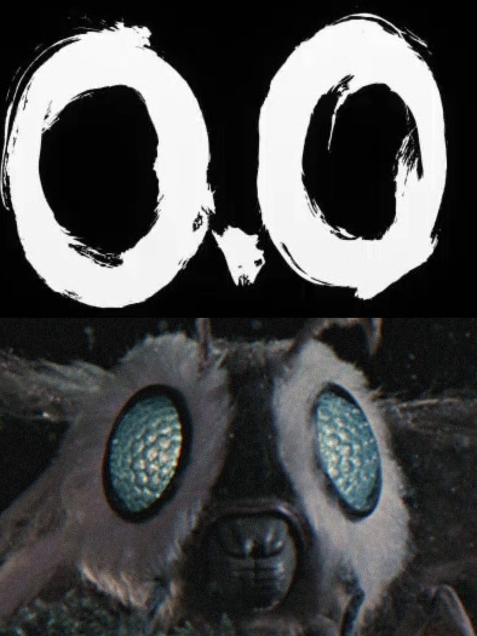 اشاره احتمالی به ماترا در لوگوی فیلم Godzilla Minus Zero 