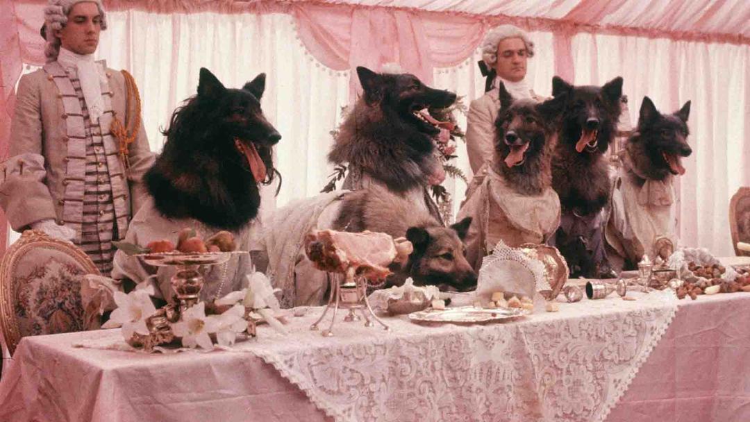حضور سگ‌ها/گرگ‌ها سر میز غذا در فیلم The Company of Wolves