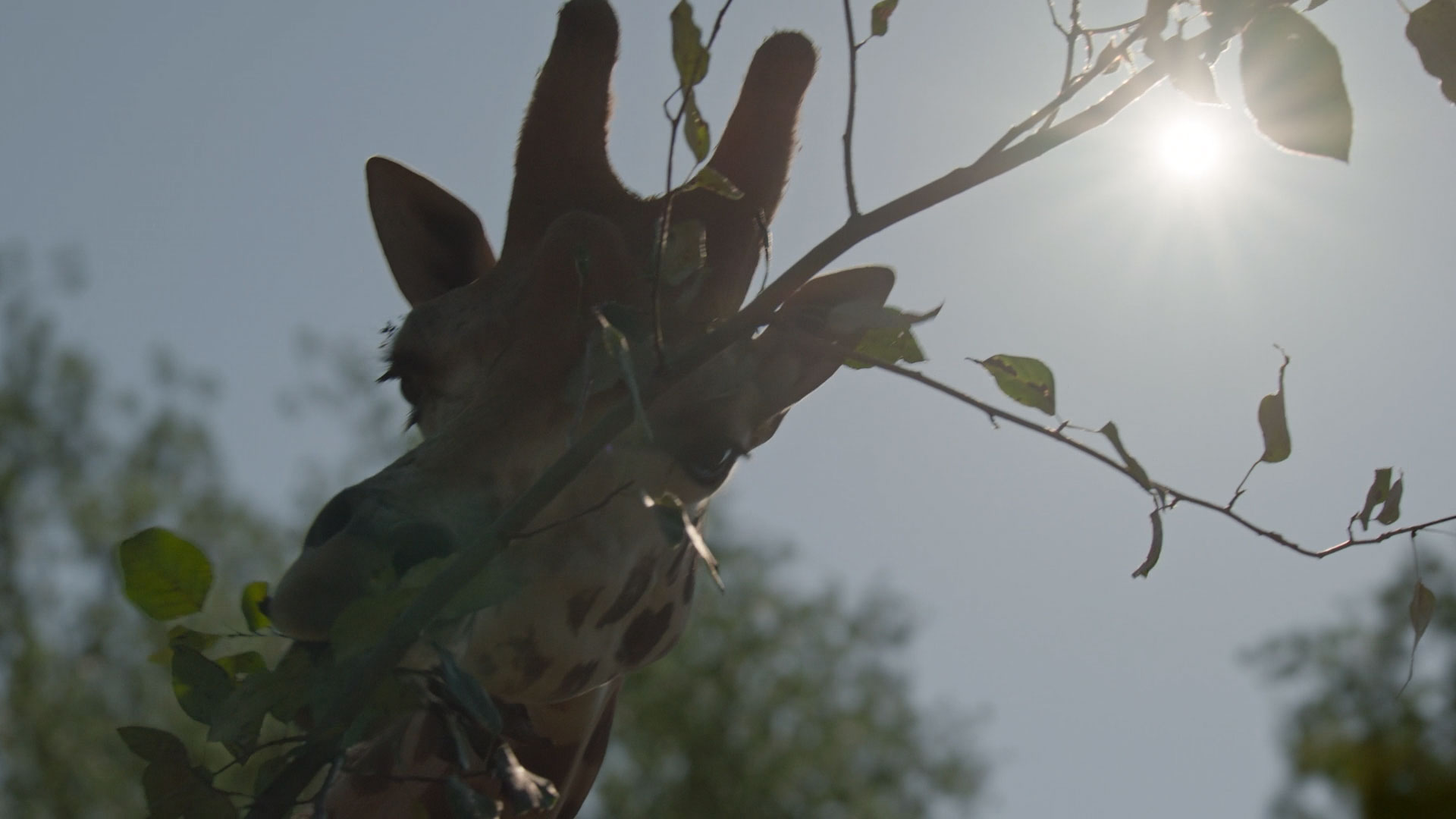 زرافه، نمادی از صلح و سازگاری در فرهنگ‌های گوناگون